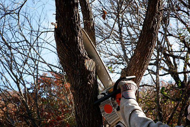 How Our Tree Care Process Works  in  Barberton, OH